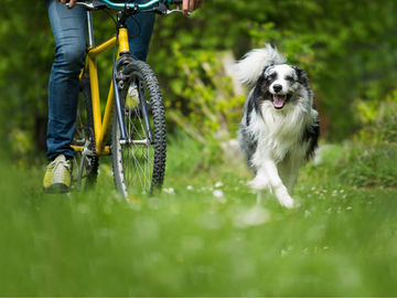 header image cycling with dog 1