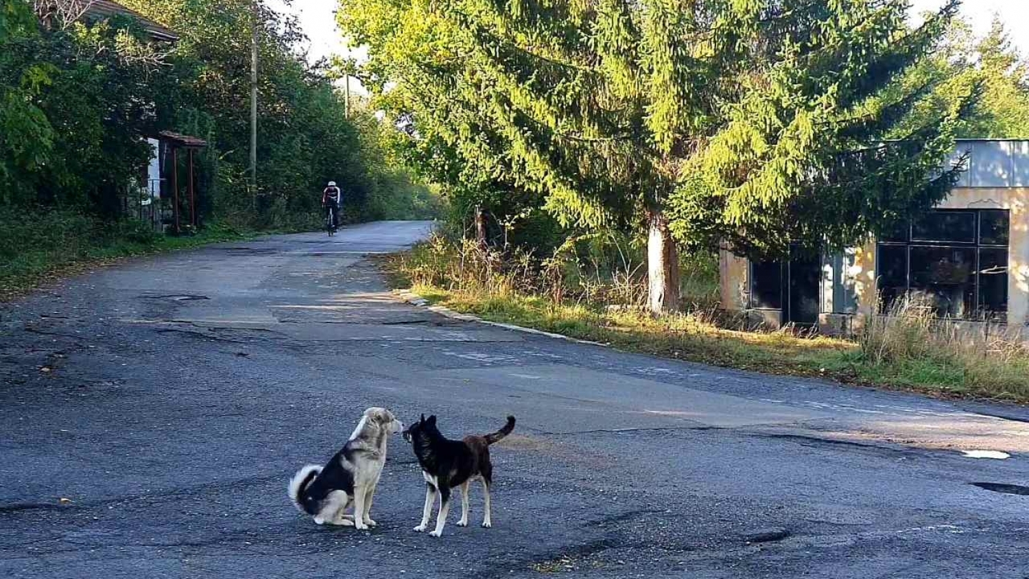 Бревет Трънски 2021г